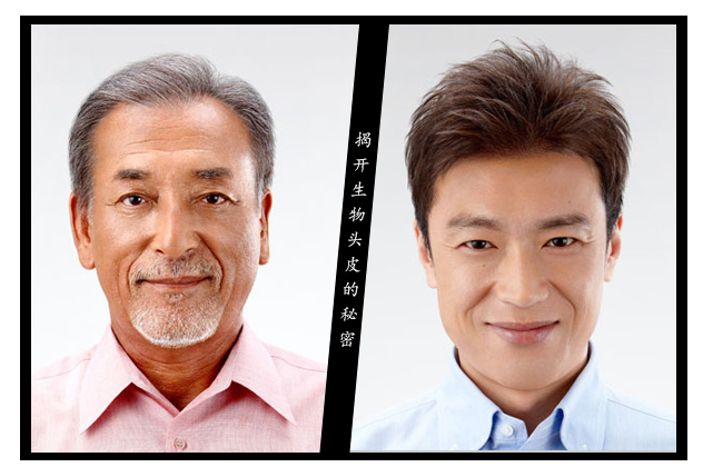 鼎盛摩尔假发怎么样？（鼎盛摩尔假发好不好）