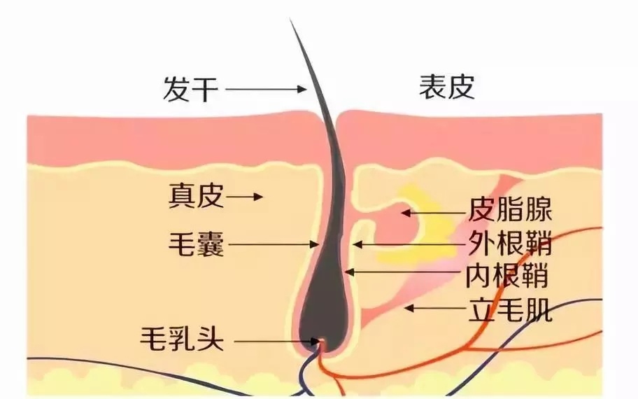 3000个毛囊植发的价格
