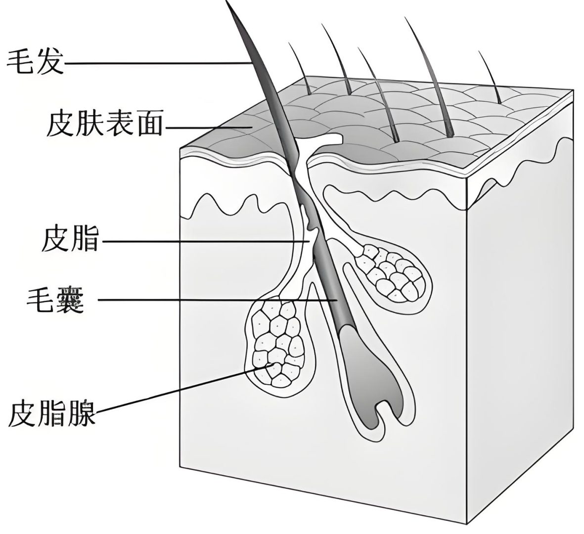 毛囊的成活率