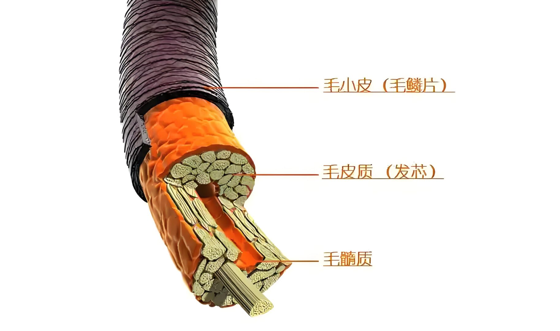 毛囊状况影响头发生长