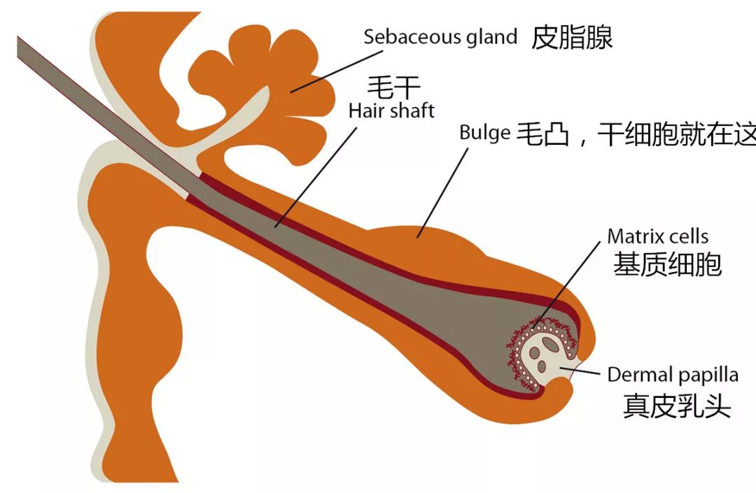 考虑植发手术
