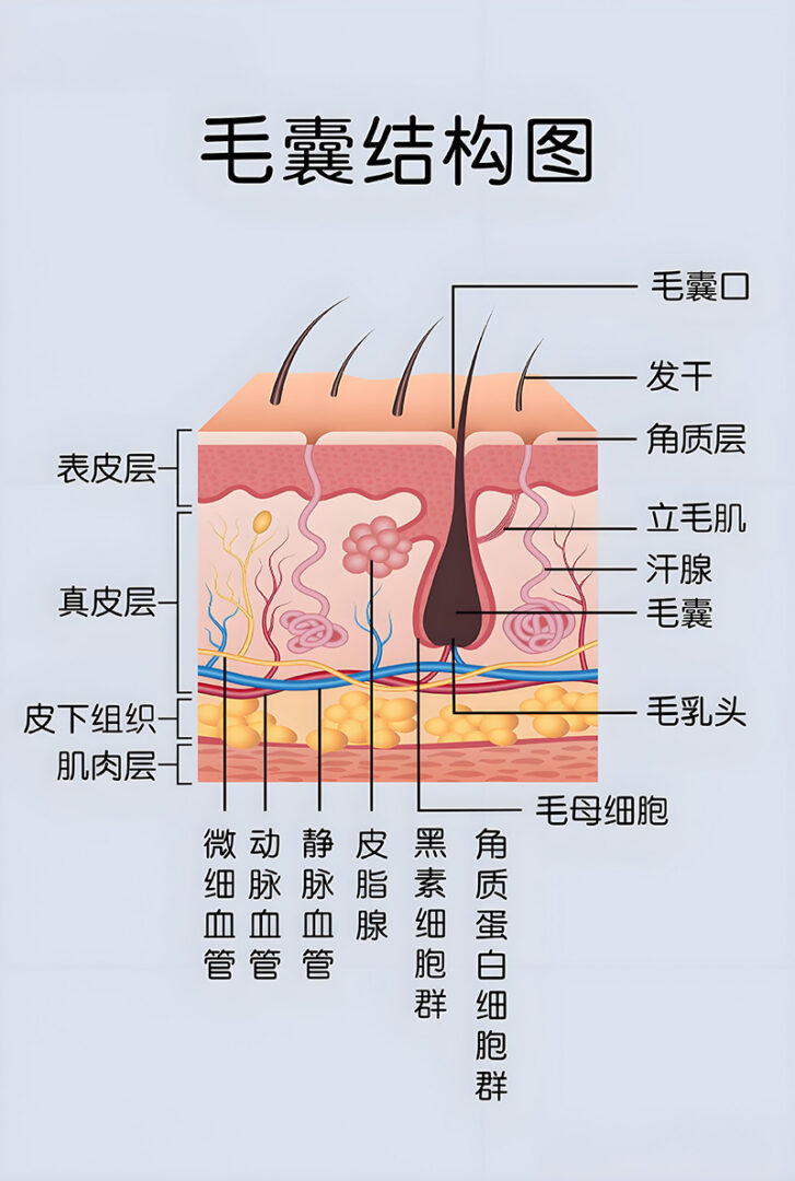 “毛囊单位”玩文字游戏